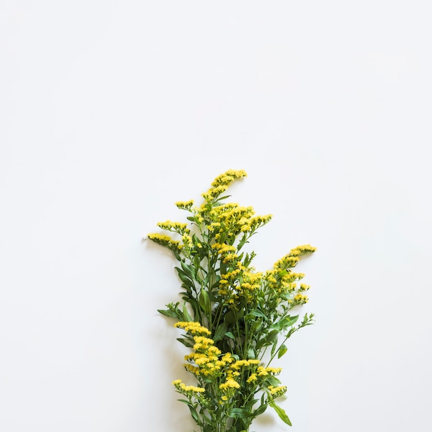 Foto grátis conceito de primavera com flores silvestres