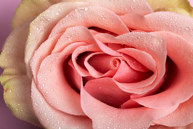Conceito de sistema reprodutivo feminino com flor rosa