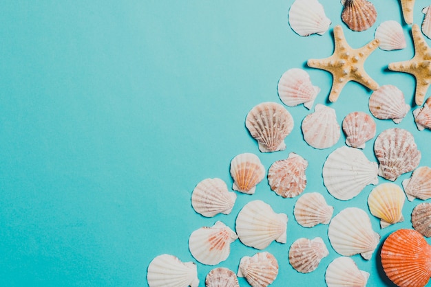 Foto grátis conceito de verão com conchas