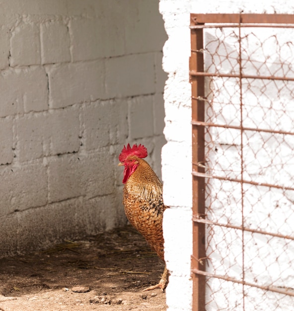 Foto grátis conceito de vida de fazenda com galo