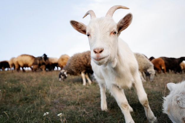 Conceito de vida rural com cabras e ovelhas brancas
