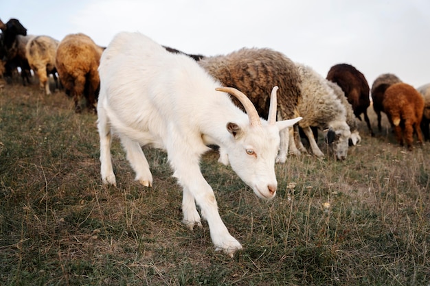 Conceito de vida rural com cabras e ovelhas