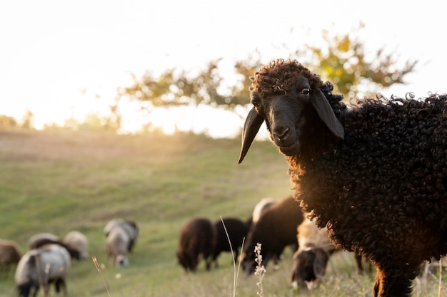 Conceito de vida rural de ovelhas fofas