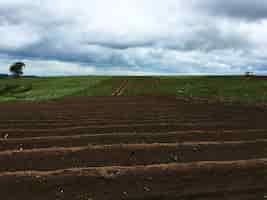 Foto grátis conceito orgânico da agricultura da nuvem do campo