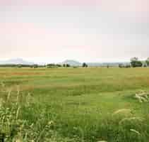 Foto grátis conceito rural com flores vermelhas