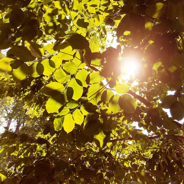 Conceito vívido da luz solar da árvore da natureza