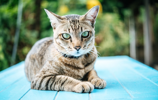 Concentre-se nos olhos do gato malhado no chão de cimento azul