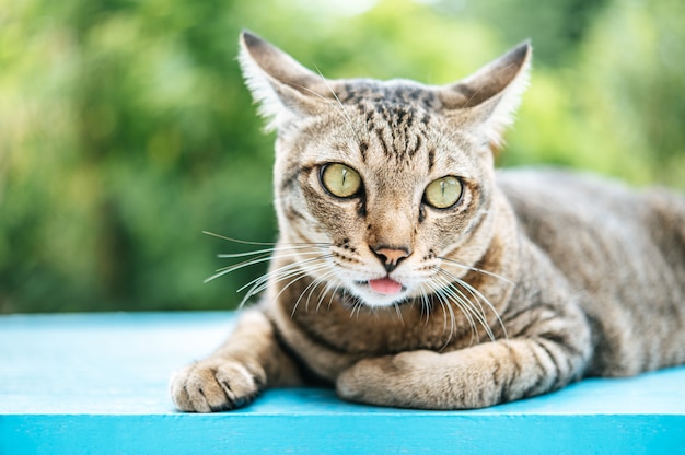 Concentre-se nos olhos do gato malhado no chão de cimento azul