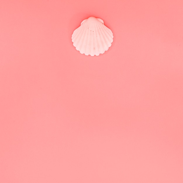 https://img.freepik.com/fotos-gratis/concha-do-mar-cor-de-rosa-do-scallop-no-fundo-coral-com-espaco-da-copia-para-escrever-o-texto_23-2148102117.jpg?t=st=1706622745~exp=1706623345~hmac=44f1bd82b4a065244daa07ad0c19a1ce7e8d09a94559b674fb6fff776c1f1fa6