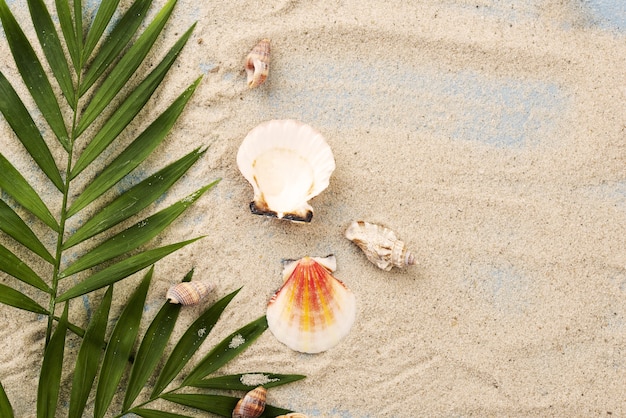 Conchas de cópia-espaço na areia