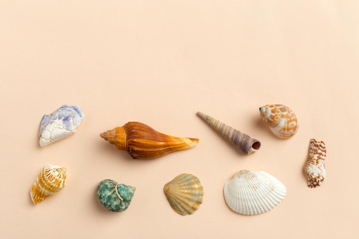 Foto grátis conchas do mar em um fundo brilhante