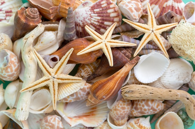 Conchas do mar em um fundo brilhante