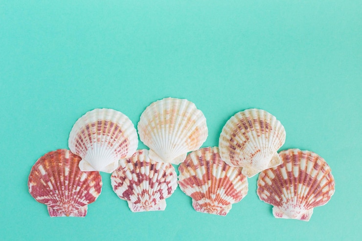 Foto grátis conchas do mar em um fundo brilhante