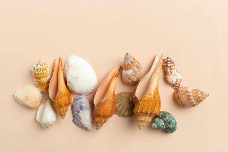 Foto grátis conchas do mar em um fundo brilhante