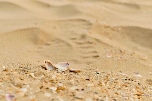 Conchas do mar em uma praia de areia closeup ideia de foco seletivo para um protetor de tela ou publicidade
