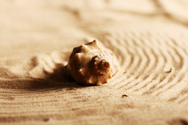 Conchas do mar na areia