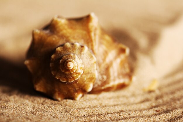 Conchas do mar na areia