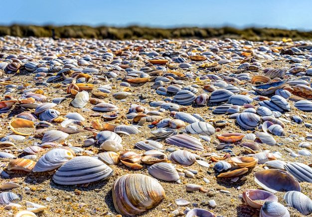 Conchas em close-up na costa do Mar do Norte em Haia