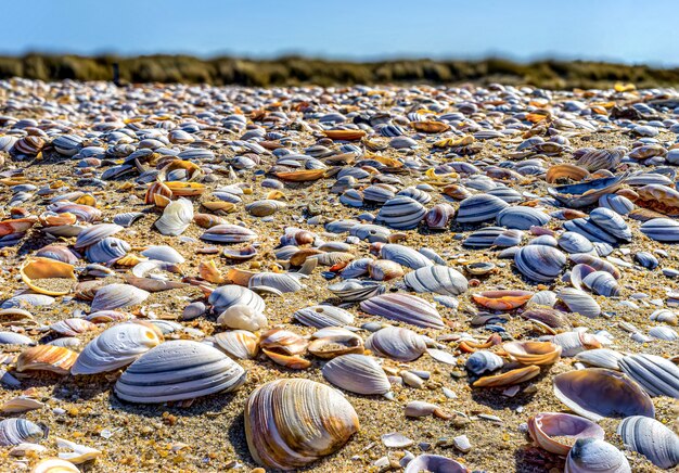 Conchas em close-up na costa do Mar do Norte em Haia