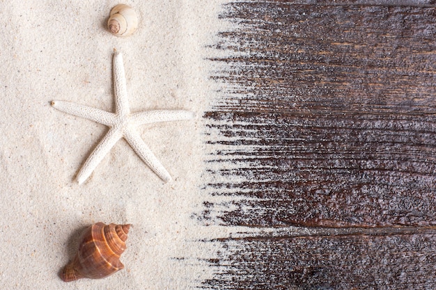 Foto grátis conchas marinhas com areia como fundo e copyspace, conceito de verão