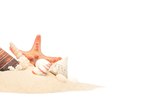 Conchas na areia em um fundo branco e isolado, copie o espaço