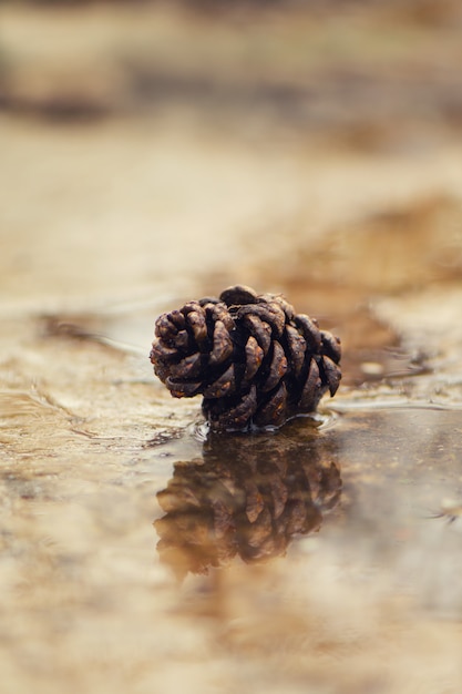 Foto grátis cone de abeto no pavimento molhado com reflexão. conceito de outono