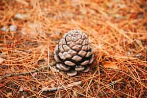 Foto grátis cone de pinho na floresta terrestre