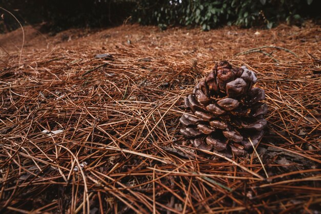 Cone de pinho no chão