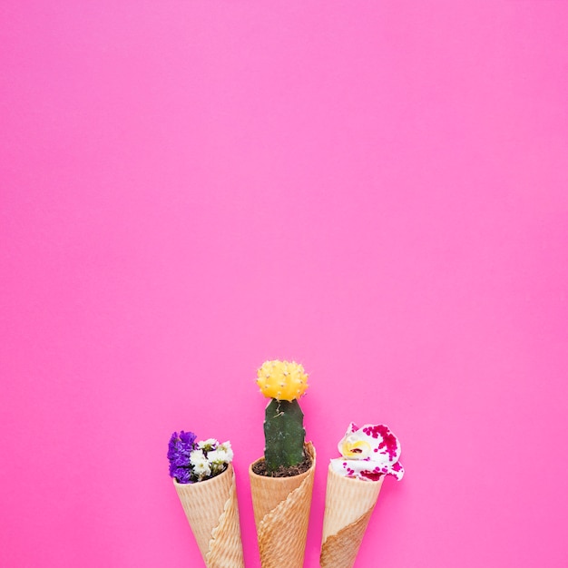 Cones com flores e cactos