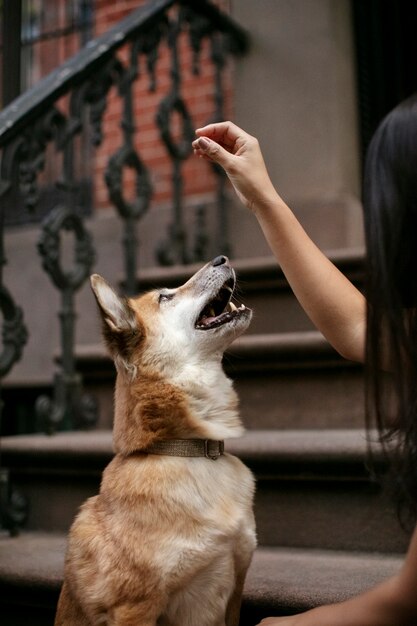 Conheça o estilo de vida do animal de estimação