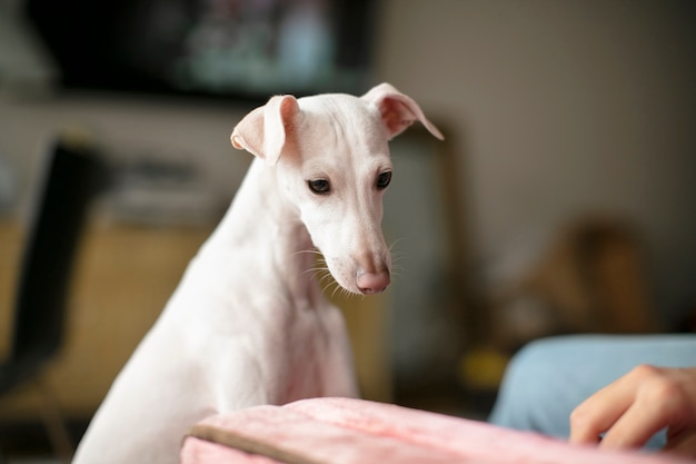 Conheça o estilo de vida do animal de estimação