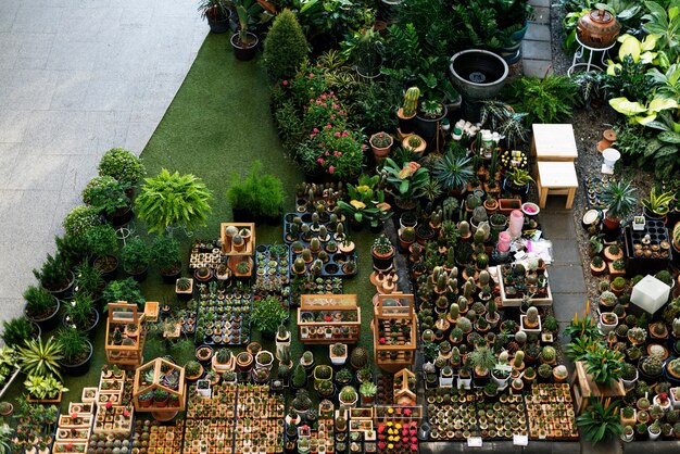 Conjunto de decoração de coleção de planta de casa de cacto