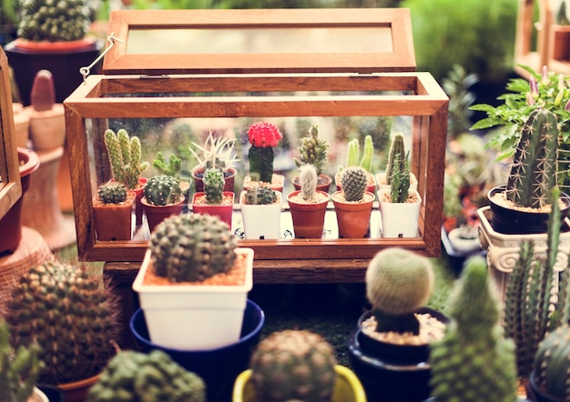 Foto grátis conjunto de decoração de coleção de planta de casa de cacto