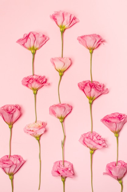 Foto grátis conjunto de rosa flores frescas