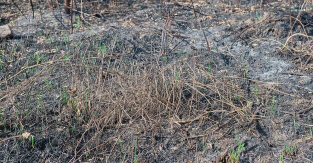 Consequências de um incêndio florestal Plantas queimadas na floresta desastre ecológico Um extinto incêndio florestal foco seletivo