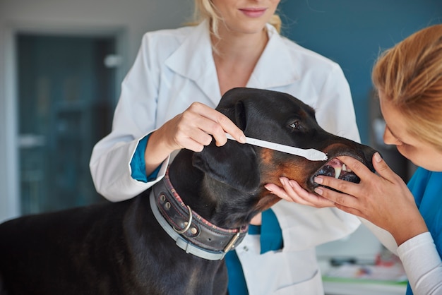 Controle de dente no veterinário