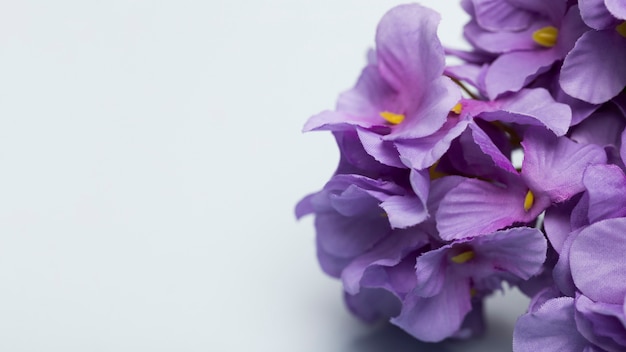 Cópia-espaço com flores desabrochando