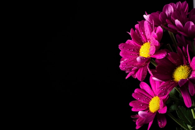 Foto grátis cópia-espaço com flores desabrochando