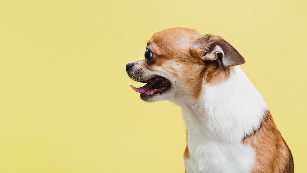 Cópia-espaço pequeno cão com língua de fora