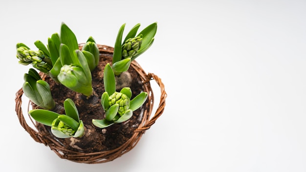 Copie a cesta do espaço com o bulbo das plantas