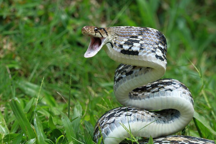 Foto grátis copperheaded trinket snake pronto para atacar