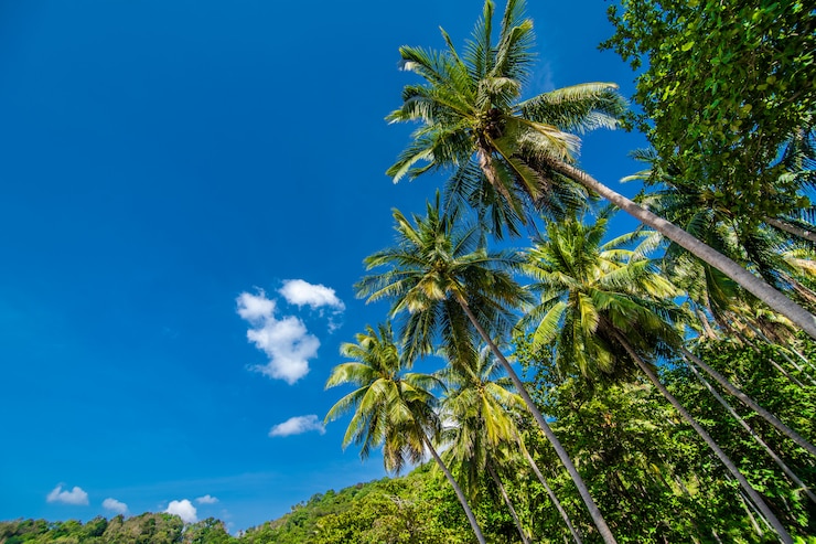 Foto grátis coqueiros e céu azul, vocação de verão