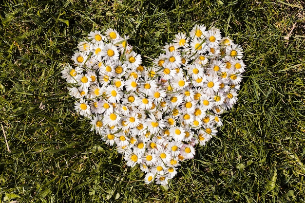 Foto grátis coração de margaridas flores