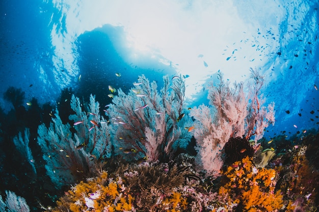 Foto grátis coral e peixes em torno de sha'ab mahmud