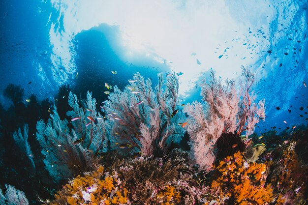 Coral e peixes em torno de Sha&#39;ab Mahmud