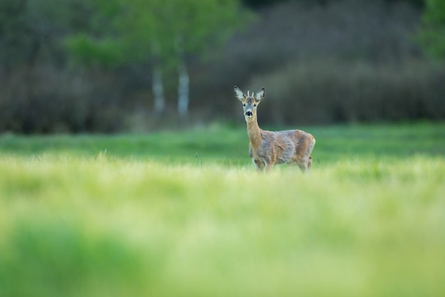 corço na natureza mágica, bela vida selvagem europeia, animal selvagem no habitat natural