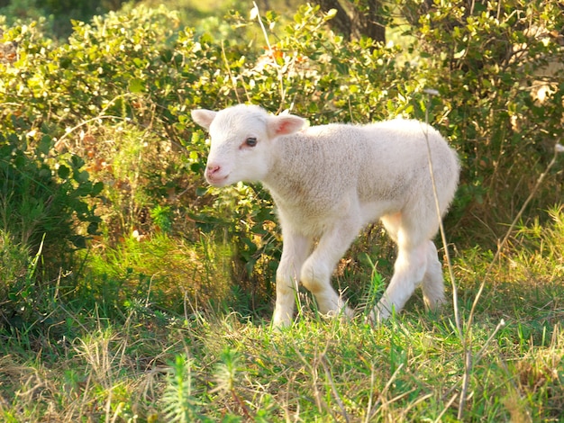 Cordeiro bebê branco fofo andando em um prado