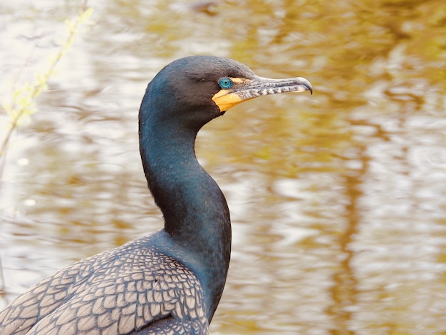 Cormorão de crista dupla perto da água durante o dia