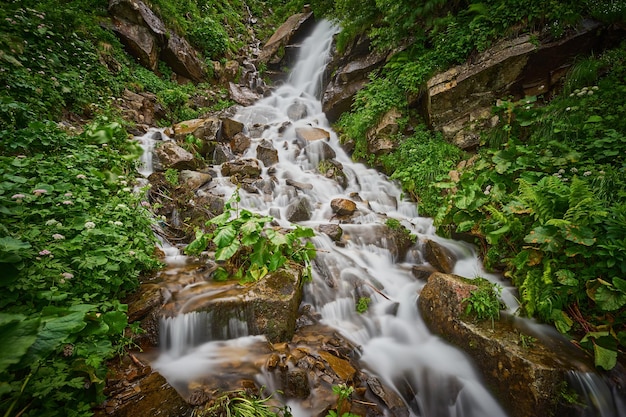 Córrego rápido da montanha na floresta