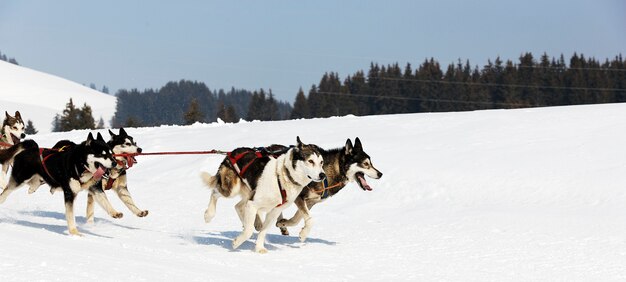 Corrida de Husky em montanha alpina no inverno